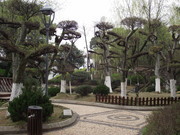 公园树木景观图片