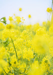 油菜花特写图片 