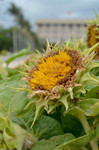 花朵特写图片 黄色花蕊鲜花图片