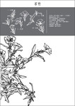 石竹花矢量图 线描花朵素材