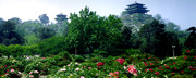 景山公园风景图片