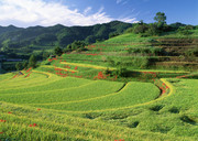 梯田美景大图 乡村春天景色