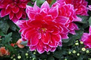大红菊花图片