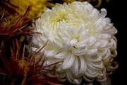 白菊高清图片