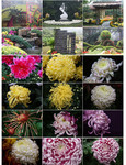 菊花展鲜花图片