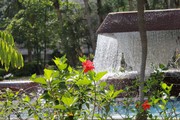 红花绿叶植物图片 水帘图片