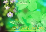 ��Ҷ�����ز� ���������ֽ