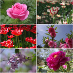鲜花壁纸素材 花卉摄影图片