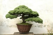 松树盆栽图片 植物盆栽高清图片