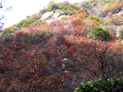 秋天山景图片 深山植物摄影