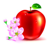 ����ƻ�� �ۺ컨��ʸ��ͼ