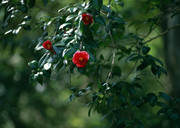 红山茶花图片 