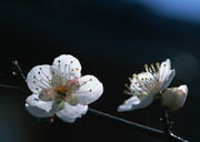 白色桃花特写照片 