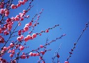 桃花桌面背景图片