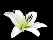 百合花矢量图 漂亮的百合大图