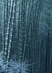 竹林傲雪图片 竹子节节高素材 