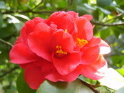 红色茶花特写图片