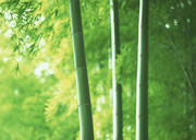 三根竹子图片 绿竹摄影图