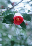 冬季山茶花图片 一朵红花