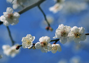 白色桃花高清图片 春天桃花摄影