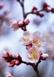 桃花微距图片 漂亮花朵背景图