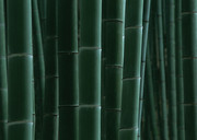 竹竿大图 