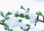 冬雪压枝图片 