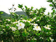 栀子花图片大图 绿色植物高清图片