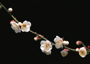 一枝桃花图片 意境摄影