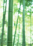 一根绿竹图片背景