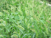 绿色芦苇草图片