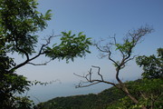 黄昏树木照片