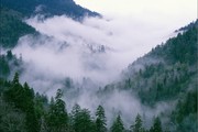 云雾山林风景图