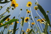 野菊花壁纸桌面素材