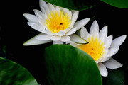 莲花高清大图 西湖荷花图片