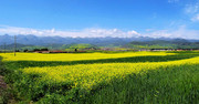 油菜花地高清图片 田园美景壁纸素材