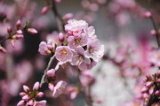 粉红桃花背景素材