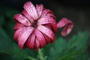 秋之菊高清图片 紫色菊花大图