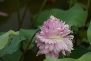 新品荷花高清图 莲花开放的图片