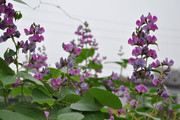 豌豆角花图片 
