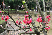 春天桃花图片
