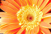 高清菊花图片 非洲菊大图