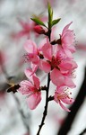 春天桃花近照图片