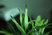 绿草摄影图片