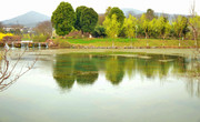 乡村水塘风景图片