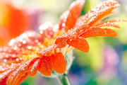 雨后雏菊图片