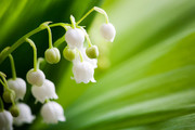 铃兰花特写照片
