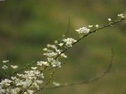植物摄影图片素材