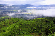 茶山风景图片