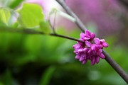 紫色花朵图片 紫花高清图片